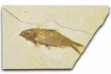 Detailed Fossil Fish (Knightia) - Wyoming #340779-1